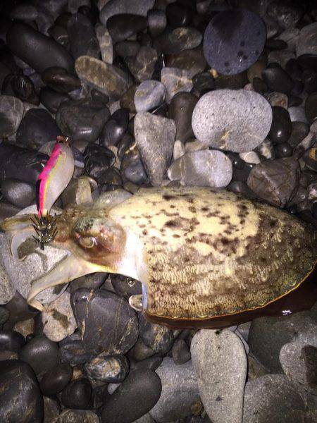 アオリイカ、コウイカ、タコが釣れましたがサイズに恵まれず